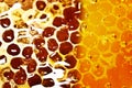 Honey. Honeycomb with honey in closeup. Macro