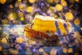 the honey in honeycombs and lavender on a wooden table close up Royalty Free Stock Photo