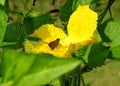 The honey hunter butterfly on a yellow flowers.