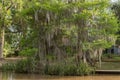 Honey Island Swamp Tour With Water and Tree in New Orleans, Louisiana Royalty Free Stock Photo