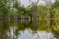 Honey Island Swamp Tour With Water and Tree in New Orleans, Louisiana Royalty Free Stock Photo