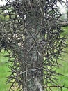 Tree Identification. Unique Feature. Honey Locust. Gleditsia triacanthos