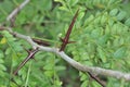 Tree Identification. Unique Feature. Honey Locust. Gleditsia triacanthos Royalty Free Stock Photo