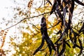 Honey Locust Gleditsia triacanthos branches and fruits Royalty Free Stock Photo