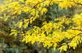 Honey locust tree yellow leaves, Autumn