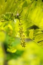 Honey locust Sunburst