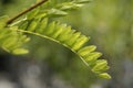 Honey locust Sunburst Royalty Free Stock Photo