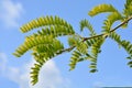 Honey locust Sunburst Royalty Free Stock Photo