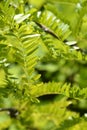 Honey locust Sunburst Royalty Free Stock Photo