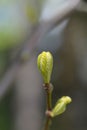 Honey locust Sunburst Royalty Free Stock Photo