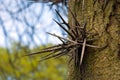 Honey locust