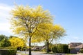 Honey Locust tree yellow leaves in springtime Royalty Free Stock Photo