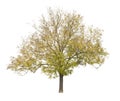 Honey Locust tree isolated on white background Royalty Free Stock Photo