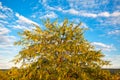 Honey Locust tree Royalty Free Stock Photo