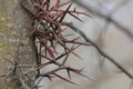 Honey Locust Tree Thorns