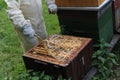 Honey making bees in an apiary with beekeeper in protectve wear collecting beewax in a gareden in summer in Poland
