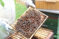Honey making bees in an apiary with beekeeper in protectve wear collecting beewax in a gareden in summer in Poland