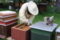 Honey making bees in an apiary with beekeeper in protectve wear collecting beewax in a gareden in summer in Poland