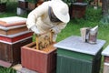 Honey making bees in an apiary with beekeeper in protectve wear collecting beewax in a gareden in summer in Poland