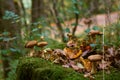 Honey mushrooms on the mossy stump