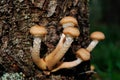 Honey mushroom family Royalty Free Stock Photo