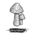 Honey mushroom sketch vector illustration design plant