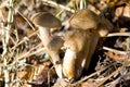 Honey Mushrooms Royalty Free Stock Photo