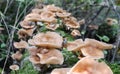 Honey Mushrooms Armillaria mellea, a wild and fresh cluster