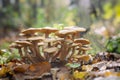 Honey mushrooms - Armillaria recorded on blurred background Royalty Free Stock Photo
