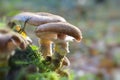 Honey mushrooms - Armillaria