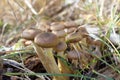 Honey mushrooms among dry grass on a cloudy day. Royalty Free Stock Photo