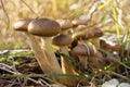 Honey mushrooms among dry grass on a sunny day.