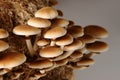 Honey mushrooms in mushrooms farm grow together in groups.