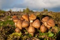 Honey mushrooms, fungi in a forest Royalty Free Stock Photo