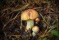 Honey mushrooms on the ground with grass Royalty Free Stock Photo