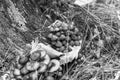 Honey mushrooms grow at the base of the stump Royalty Free Stock Photo