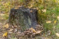 Honey mushrooms grow at the base of the stump Royalty Free Stock Photo