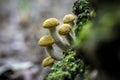 Honey mushrooms Scientific name: Armillaria mellea