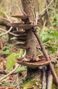 Honey mushrooms growing at tree by a group Royalty Free Stock Photo