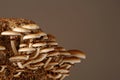 Honey mushrooms in mushrooms farm grow together in groups.