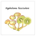 Honey mushrooms on a white background. Hypholoma fasciula. Forest mushrooms, poisonous. Vector illustration