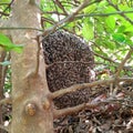 Honey nest with sweet Honey manufacture