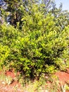 honey orange tree Royalty Free Stock Photo
