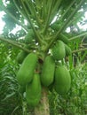 honey papaya fruitthe fruit of the honey papaya tree that grows on the edge of the corn