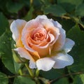 \'Honey Perfume\' Floribunda Rose in Bloom.