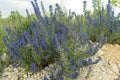 Honey plant bruise. High stem, small blue flowers with purple stamens. Green landscape. Forest, high pine and birch