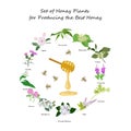 Honey planty set Royalty Free Stock Photo