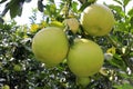 Honey pomelo Royalty Free Stock Photo