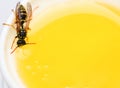 Honey producing. Natural honey and bee close up. Bee or wasp on cup of honey white background. Sweet natural nectar