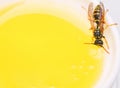 Honey producing. Natural honey and bee close up. Bee or wasp on cup of honey white background. Sweet natural nectar